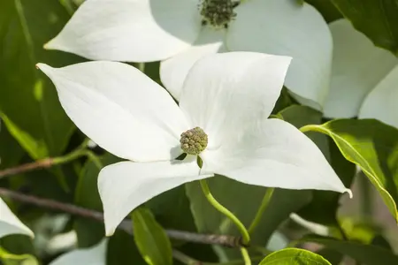 Cornus kousa 'Milky Way' - 150-175 CM C18 - image 3