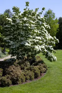 Cornus kousa 'Ohkan' - 30-40 CM C2 - image 4