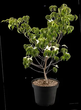 Cornus kousa 'Robert Select' - 175-200  CM C20 - image 2