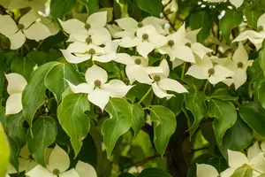 Cornus kousa 'Robert Select' - SOLITAIR 200-250 CM C45