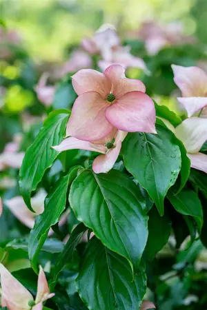 Cornus kousa 'Rosy Teacups' - 125-150 CM C30 - image 2