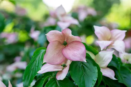 Cornus kousa 'Rosy Teacups' - 125-150 CM C30 - image 1