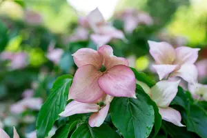Cornus kousa 'Rosy Teacups' - 125-150 CM C30 - image 3