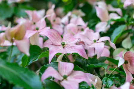 Cornus kousa 'Rosy Teacups' - 125-150 CM C30 - image 3