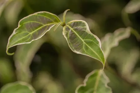 Cornus kousa 'Samaritan' - 40-50 CM C4