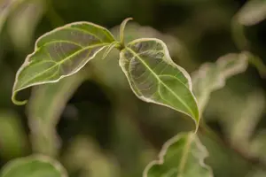 Cornus kousa 'Samaritan'