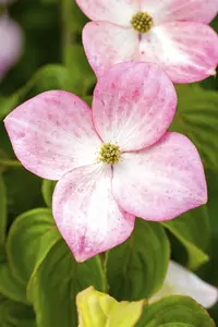 Cornus kousa 'Satomi' - MULTISTEM 200-250 CM C45 - image 5