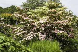 Cornus kousa 'Satomi' - 40-60 CM C5 - image 4