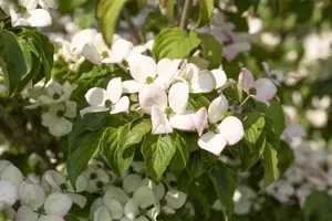 Cornus kousa 'Satomi' - 40-60 CM C5 - image 5