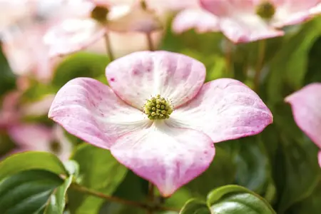 Cornus kousa 'Satomi' - MULTISTEM 175-200 CM C40 - image 2