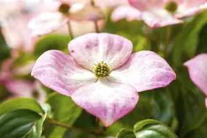 Cornus kousa 'Satomi' - 100-125 CM C25 - image 2
