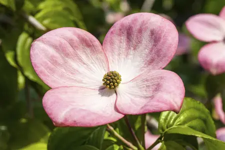 Cornus kousa 'Satomi' - 125-150 CM RB - image 3
