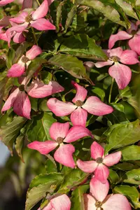 Cornus kousa 'Scarlet Fire'? - 125-150 CM C30 - image 2