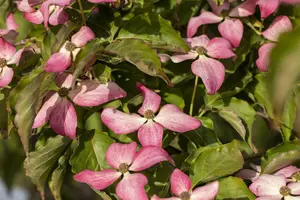 Cornus kousa 'Scarlet Fire'?