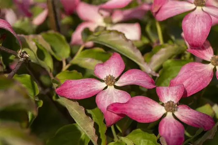 Cornus kousa 'Scarlet Fire'? - 125-150 CM C30 - image 3