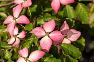 Cornus kousa 'Scarlet Fire'? - 125-150 CM C30 - image 4