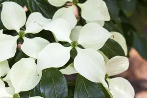Cornus kousa 'Schmetterling' - 80-100 CM C7.5 - image 3