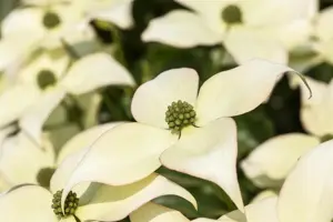 Cornus kousa 'Schmetterling' - 80-100 CM C15 - image 1