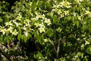 Cornus kousa 'Schmetterling' - 80-100 CM C18 - image 5
