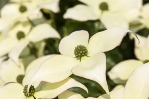 Cornus kousa 'Schmetterling'