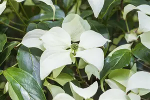 Cornus kousa 'Schmetterling' - 30-40 CM C3 - image 2