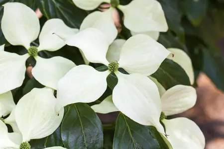 Cornus kousa 'Schmetterling' - 30-40 CM C3 - image 3