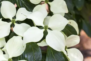 Cornus kousa 'Schmetterling' - 30-40 CM C3 - image 3