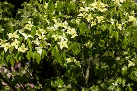 Cornus kousa 'Schmetterling' - 150-175 CM C20 - image 5