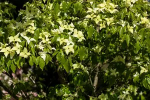 Cornus kousa 'Schmetterling' - 150-175 CM C20 - image 5