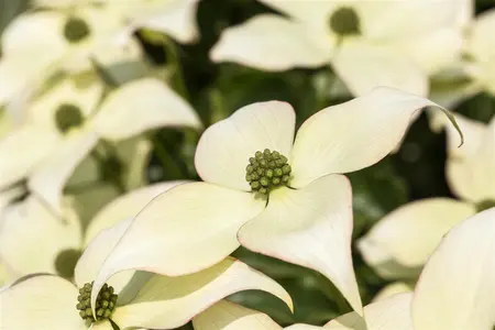Cornus kousa 'Schmetterling' - 125-150 CM C5 WHIP - image 1