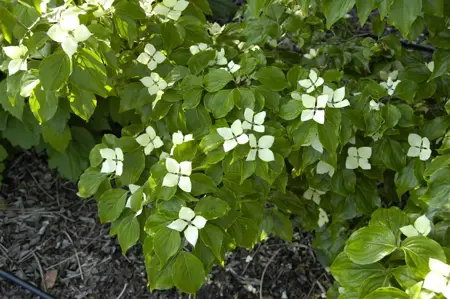 Cornus kousa 'Schmetterling' - 80-100 CM C18 - image 4