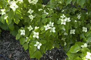 Cornus kousa 'Schmetterling' - 30-40 CM C3 - image 4