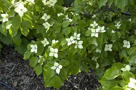 Cornus kousa 'Schmetterling' - P9 - image 4