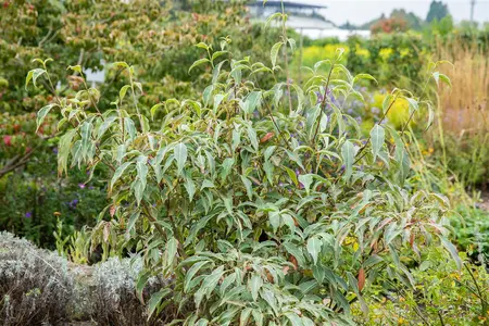 Cornus kousa 'Teresa' - 50-60 CM C4
