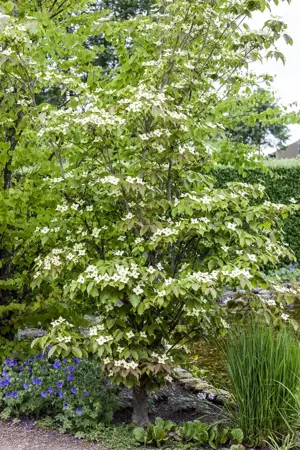 Cornus kousa 'Teutonia' - 175-200 CM C50 - image 3