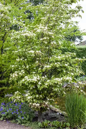 Cornus kousa 'Teutonia' - SOLITAIR 125-150 CM RB - image 3