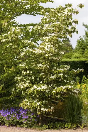 Cornus kousa 'Teutonia' - MULTISTEM 80-100 CM RB - image 2