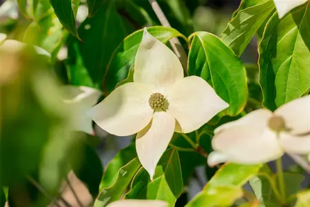 Cornus kousa 'Teutonia' - 125-150 CM C35 - image 4