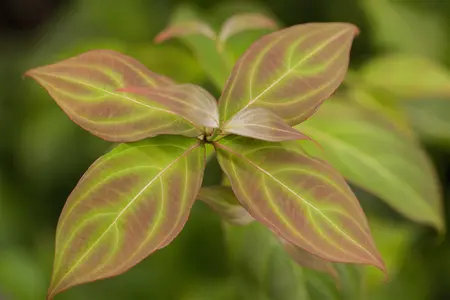 Cornus kousa 'Teutonia' - MULTISTEM 100-125 CM RB - image 1