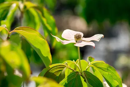Cornus kousa 'Teutonia' - 125-150 CM C35 - image 5