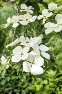 Cornus kousa 'Venus' - MULTISTEM 200-250 CM RB - image 1