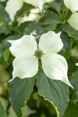 Cornus kousa 'Venus' - 80-100 CM RB - image 4
