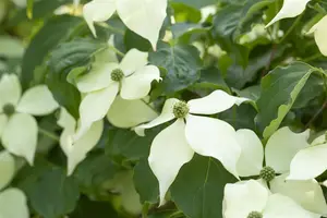 Cornus kousa 'Venus' - 200-225 CM C50 - image 3
