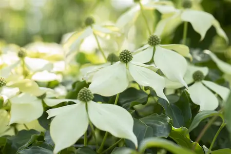 Cornus kousa 'Venus' - 150-175 CM C25 - image 2