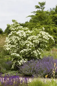 Cornus kousa 'White Fountain'  - 100-125 CM C15 - image 3