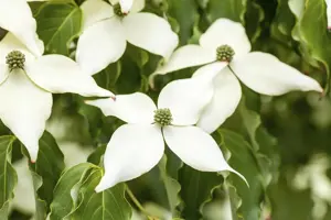 Cornus kousa 'White Fountain' - 100-125 CM C15 - image 5
