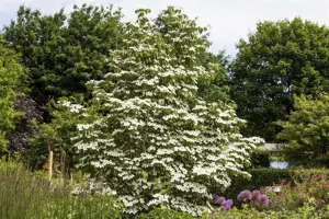 Cornus kousa 'White Fountain'  - 100-125 CM RB - image 4
