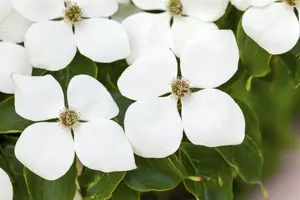 Cornus kousa 'White Fountain'  - 200-250 CM C80 - image 2