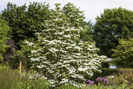 Cornus kousa 'White Fountain'  - MULTISTEM 150-175 CM C90 - image 4