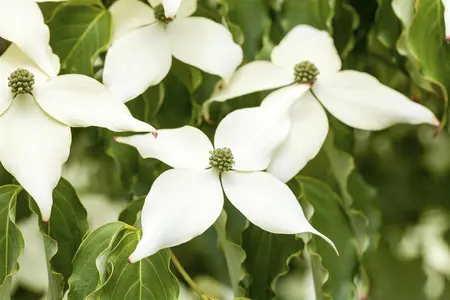 Cornus kousa 'White Fountain'  - 40-60 CM C3 - image 1